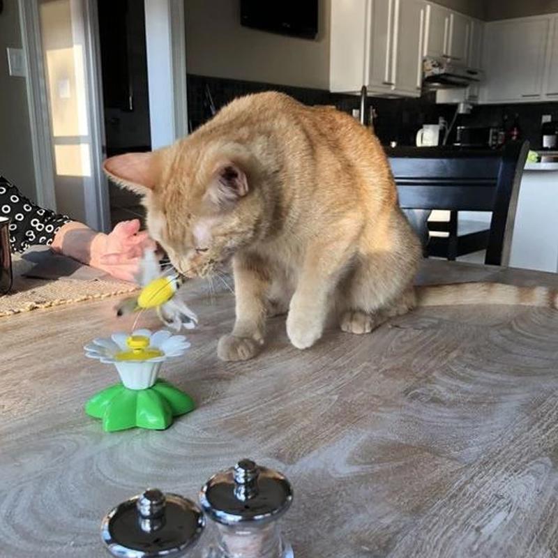 Interactive Flying Bird Cat Toy